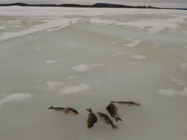 2013-04-18 19.39.56-1.JPG