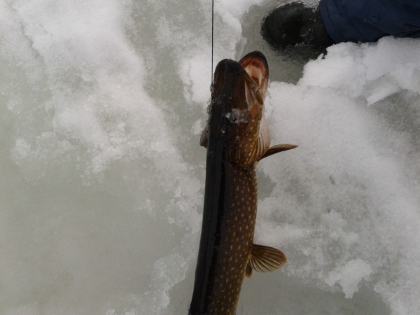 2013-04-19 12.41.56-1.JPG