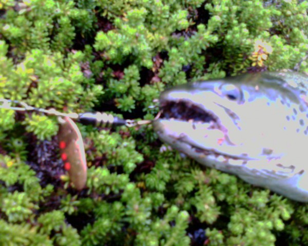 IMG0071A.jpg