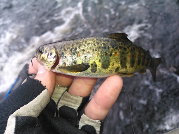 IMG_20130628_215356.jpg (395.86 КБ) Просмотров: 2786 IMG_20130628_215356.jpg