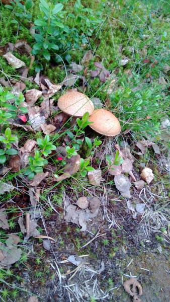 WP_20130628_007.jpg