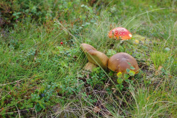 IMGP8841_новый размер.JPG