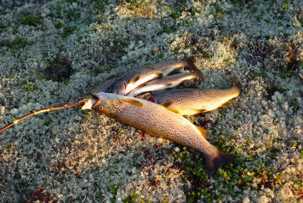 IMGP8899_новый размер.JPG