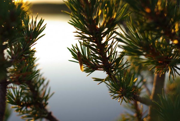 IMGP8906_новый размер.JPG