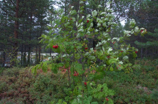 Лабиринт Вавилон 020.jpg