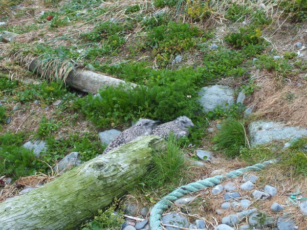 DSCF5858_11.JPG