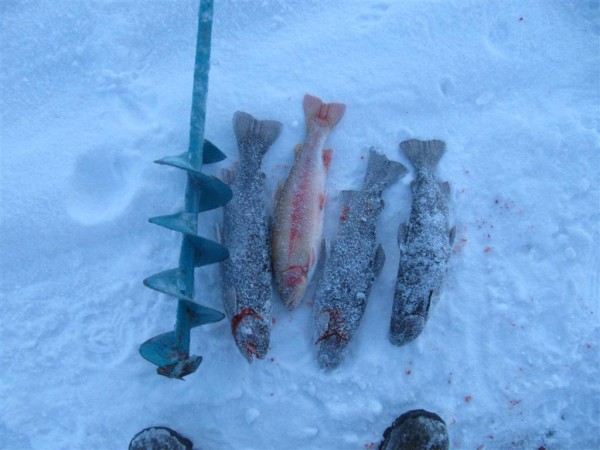 IMG_6774 (Большой).jpg