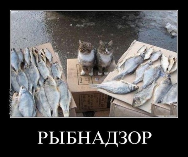 рыбнадзор.jpg