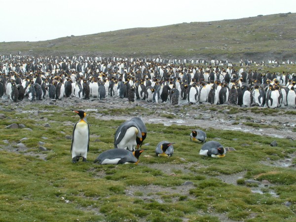 Антарктида (27).jpg