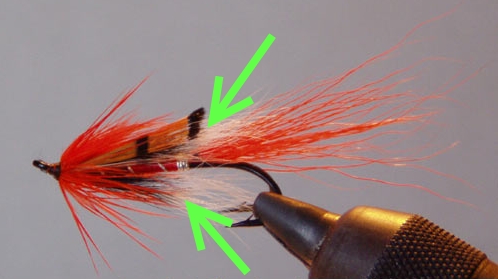 Ally-shrimps.jpg