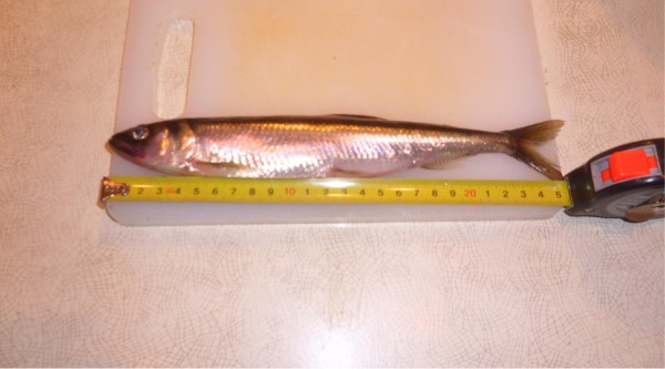 корюшка 23 см.JPG