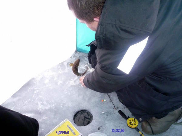 Чаячьи 15 февраля 2014 (15).JPG