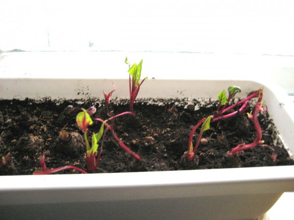 свекла2 - копия.JPG