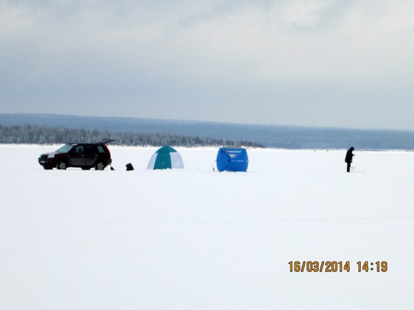 Чаячьи_16.03.2014 (5).JPG