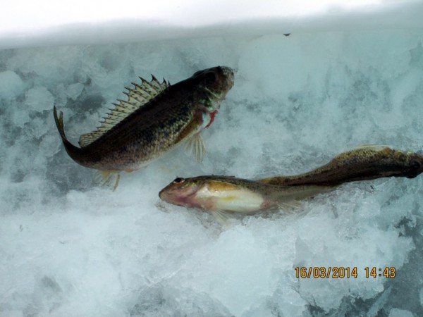 Чаячьи_16.03.2014 (6).JPG