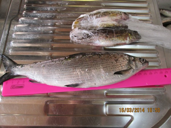 Чаячьи_16.03.2014 (8).JPG