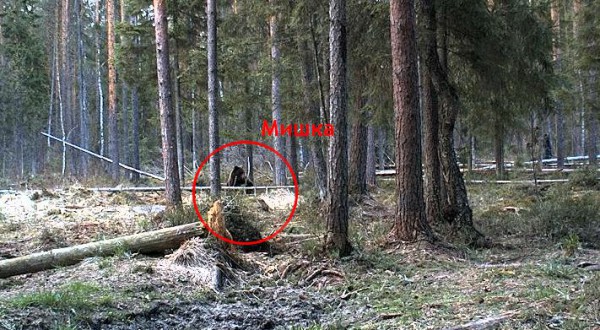 мишка.jpg