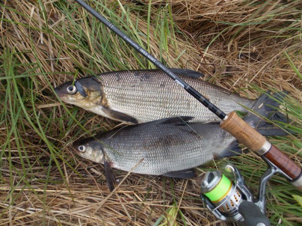 heaven сиг.jpg (217.79 КБ) Просмотров: 1619 heaven сиг.jpg