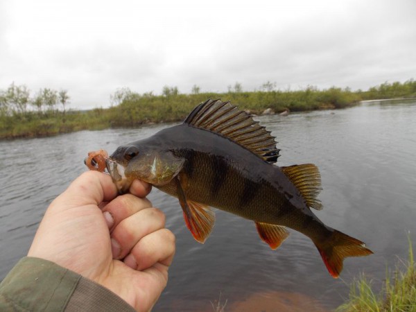 джиг окунь.jpg