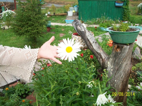 100_3118.JPG (252.2 КБ) Просмотров: 4617 100_3118.JPG