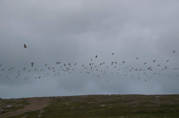 DSC_0514.JPG