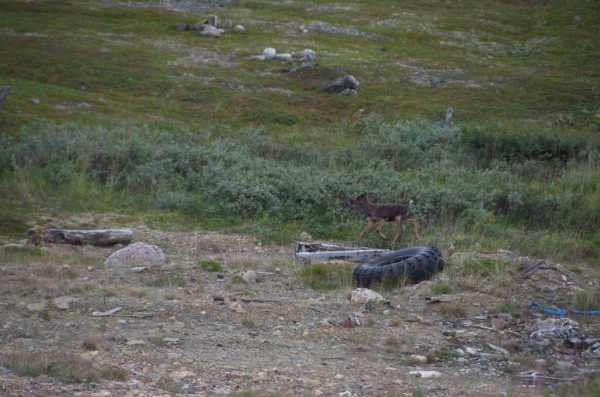DSC_0515.JPG
