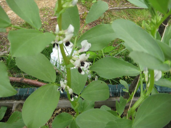 14-08-4 дача (2).JPG