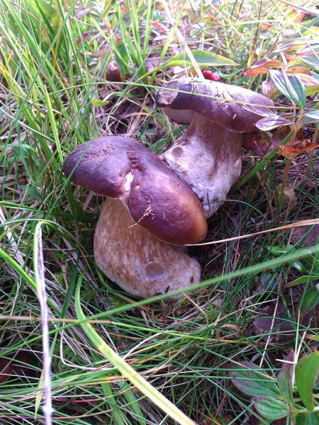 IMG_20140901_141637а.jpg