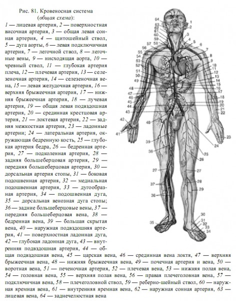 кровеносная система.jpg