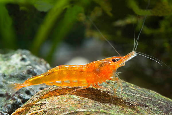 1326372495_orange_sunkist_shrimp3.jpg