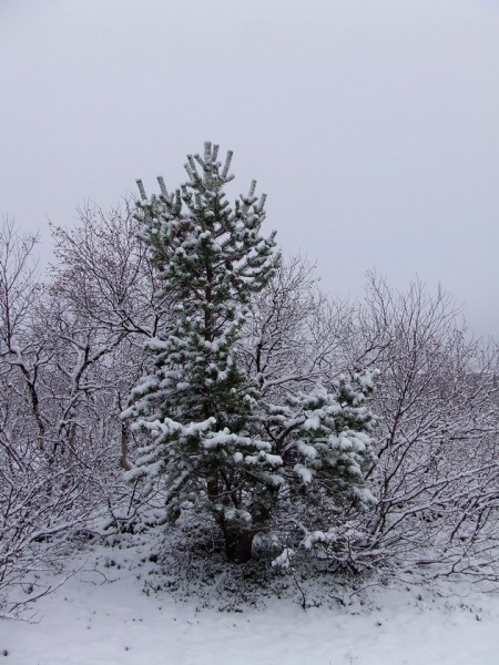 DSCF7201мини80.jpg