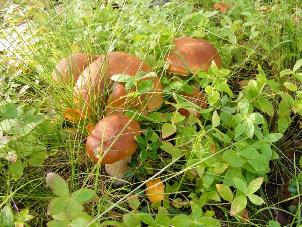 DSCF9852мини80.jpg