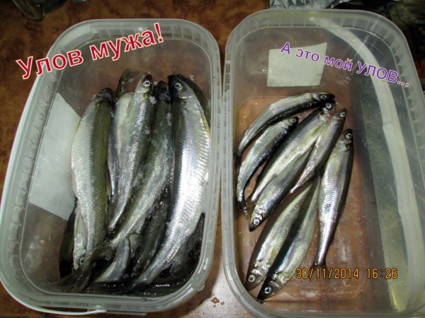 Риж-губа (3).JPG