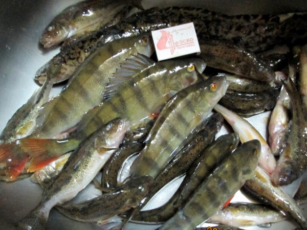 Колозеро 1  (5).JPG