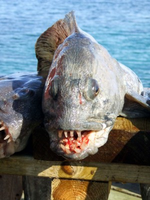 зуб.jpg (98.88 КБ) Просмотров: 6651 зуб.jpg