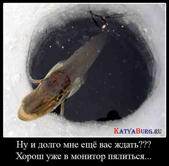 щука.jpg