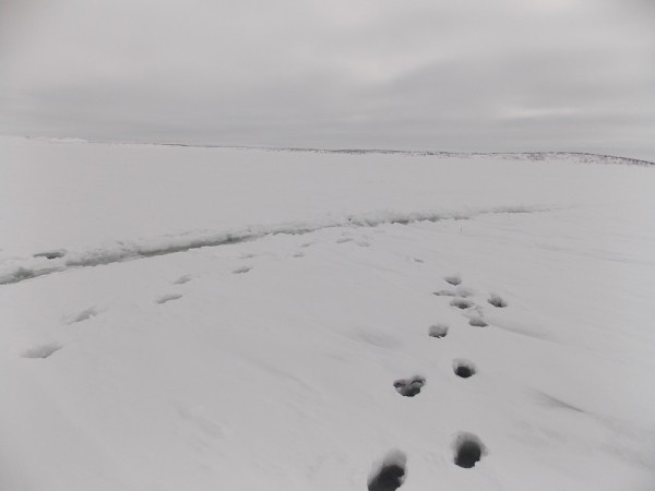 вода выступила(.jpg