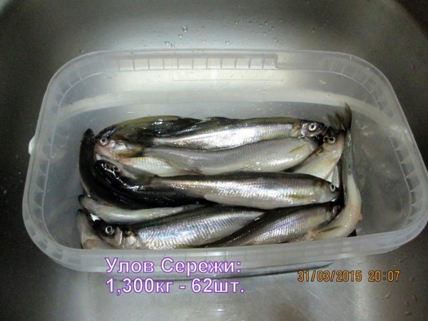 Улов Сережи.JPG