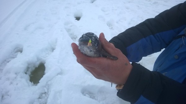 WP_20150418_008 - копия.jpg