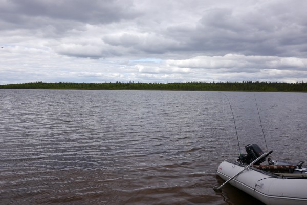 Лес.JPG