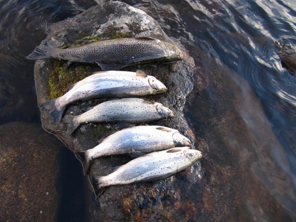 IMG_8365 (Большой).jpg