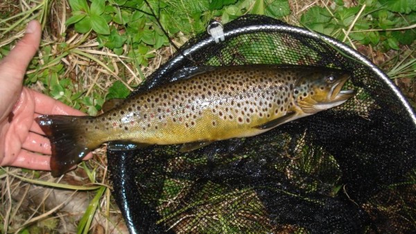 DSC08100 - копия.JPG