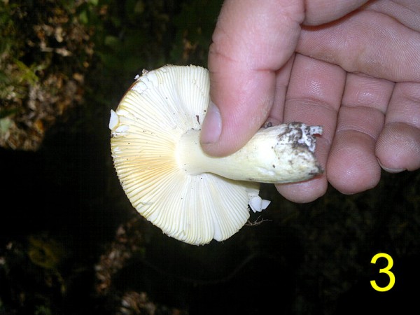 170720156453.jpg