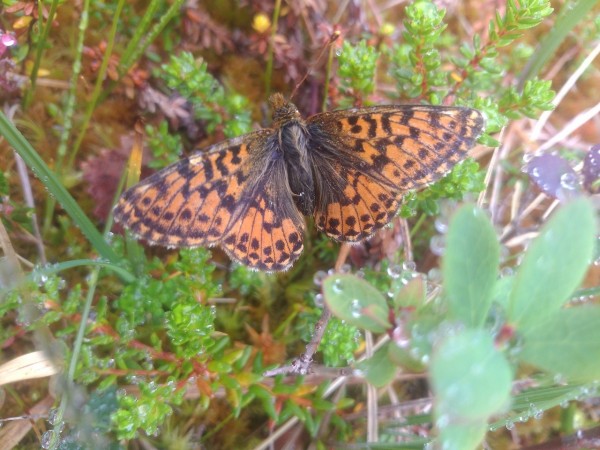 P_20150801_105240.jpg