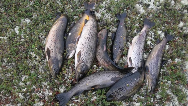 100_3025a.jpg (494.69 КБ) Просмотров: 7548 100_3025a.jpg