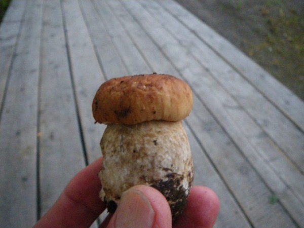 m_IMGP5315.jpg