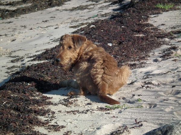 ДЗ2015Скепсис 006мини90.jpg