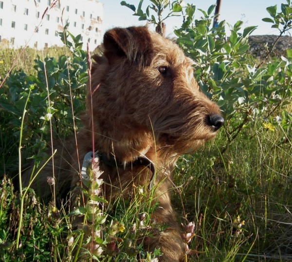 ДЗ2015Скепсис 033кадр90.jpg