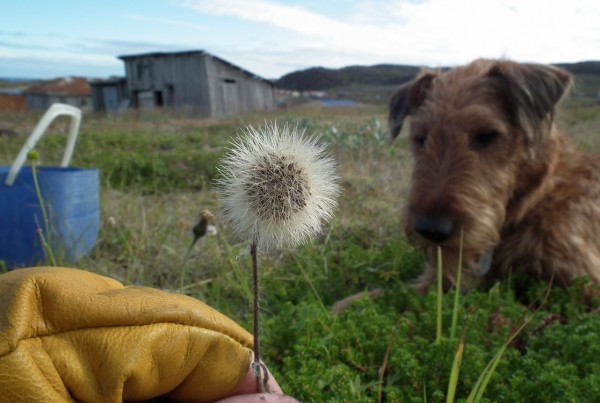 ДЗ2015Грибочки 036мини95.jpg