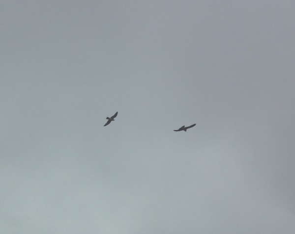 ДЗ2015Сокол 001кадр95.jpg